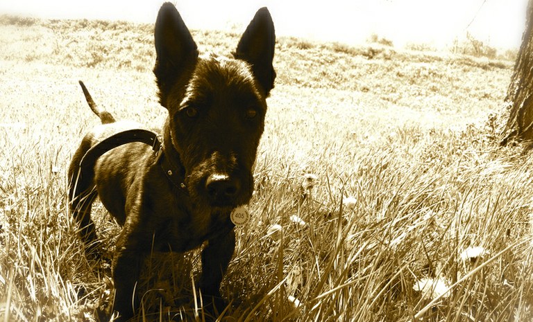 Majitelům neočipovaných psů hrozí sankce