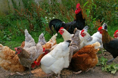 Mimořádná veterinární opatření pro chovatele drůbeže a ptactva z důvodu výskytu ptačí chřipky