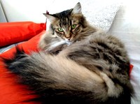 2. místo: norská lesní kočka Olympia