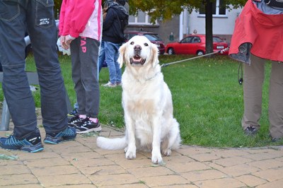 Nezapomeňte zaplatit za pejsky