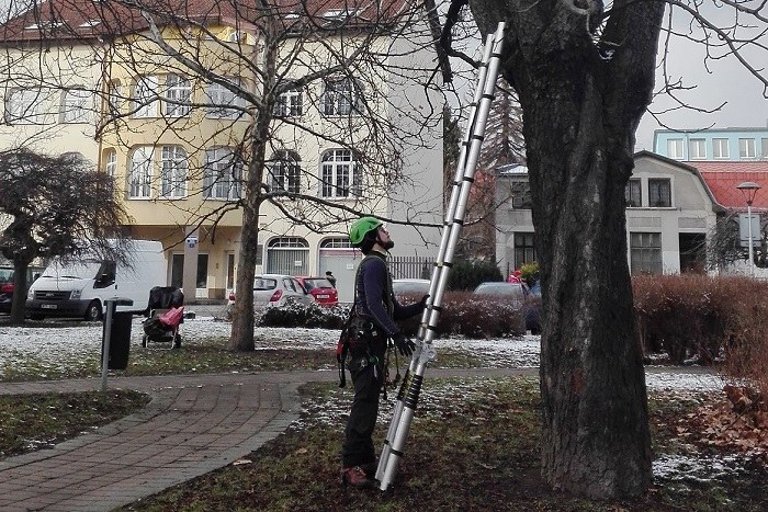 Probíhá kontrola stavu stromů v obvodu
