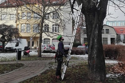 Probíhá kontrola stavu stromů v obvodu