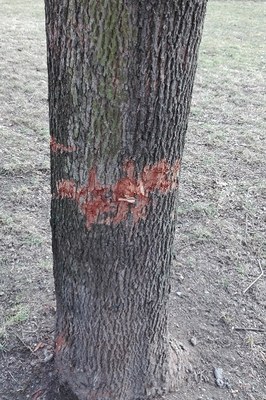 Za ničení stromů v obvodu bylo podáno trestní oznámení